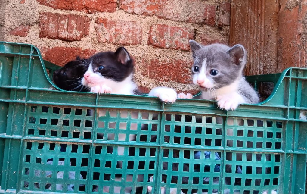 Подарявам малки котенца