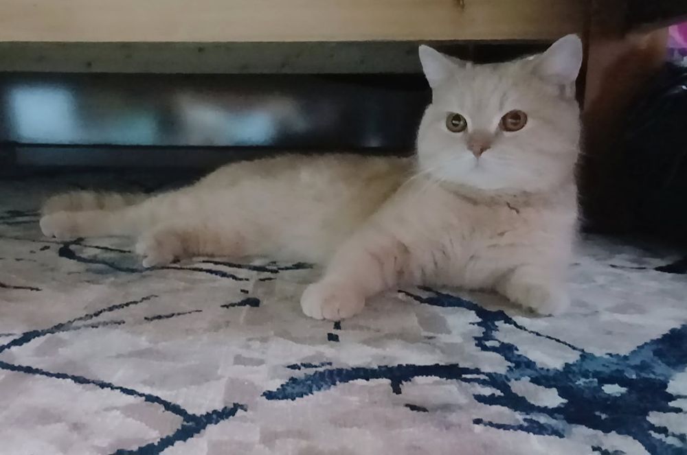 Britan Shorthair, soglom mushuk