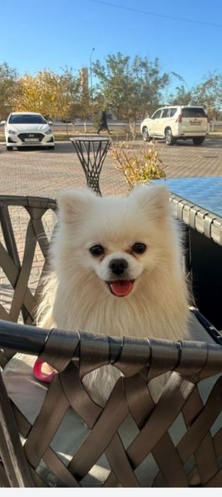 Шпиц сатылады тез арада