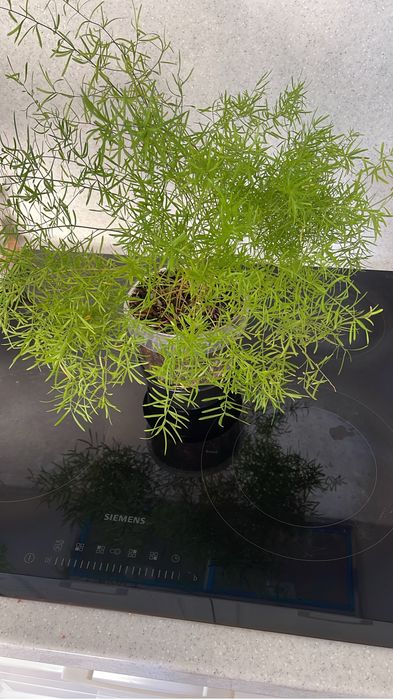 Комнатные цветы Аспарагус Шпрингера, Аихризон, Крассула Хоббит