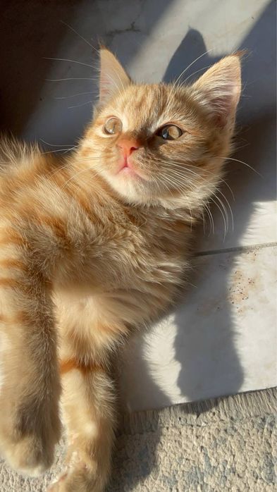 кошка от дам даром