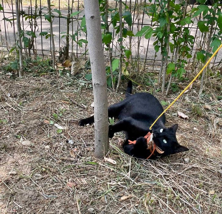 Cici, pisicuta sterilizata pentru adoptie
