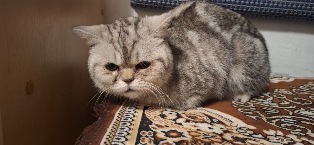 Кот породистый умный