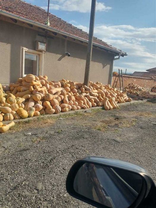 Продавам тикви цигула 450 лв. за тон. 200 лв.за животни. Белена 2лв.