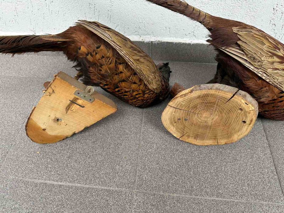 Препариран Фазан Фазани