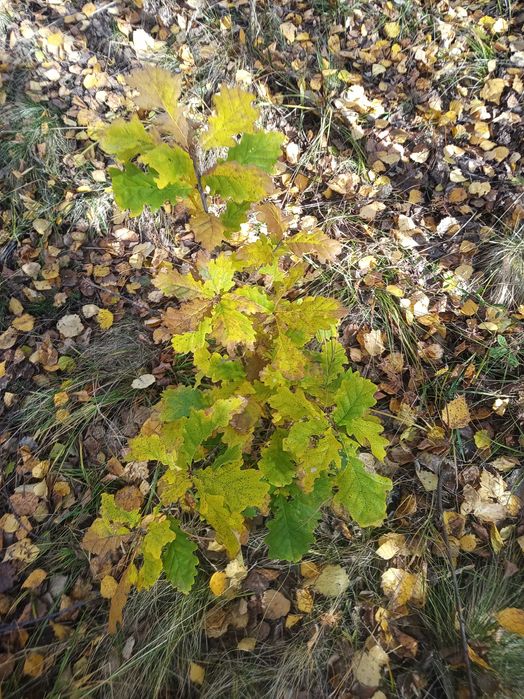 Stejar si mesteacan pentru replantare