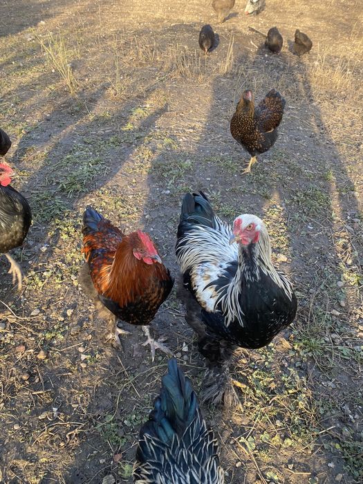 Vand cocosi diferite rase