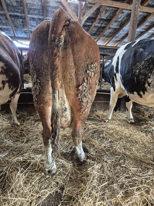 Vând vacă pentru abator