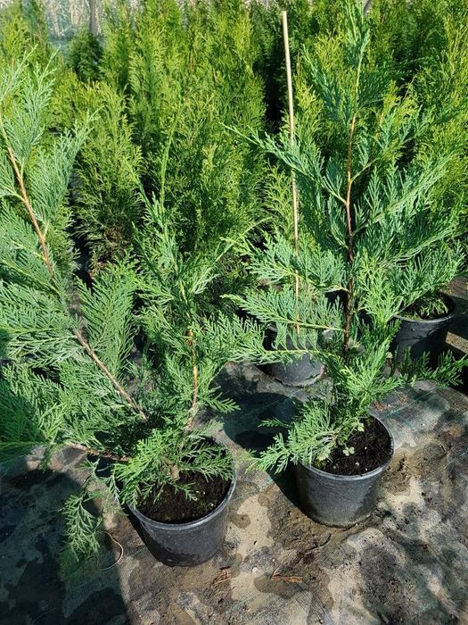 Leylandii 50-60cm cm pentru gard viu si Tuia Smaragd