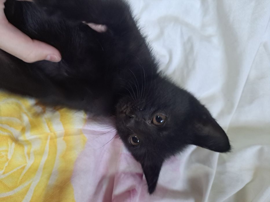 Чёрный катёнок, мальчик =)