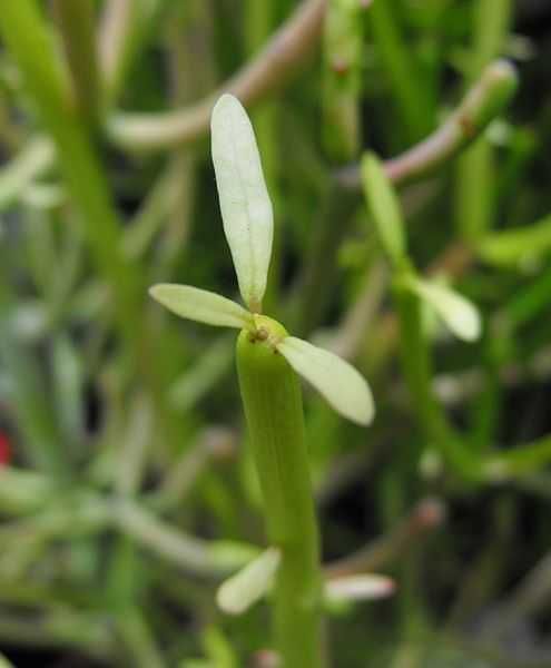 Молочай тирукалли (Euphorbia tirucalli)