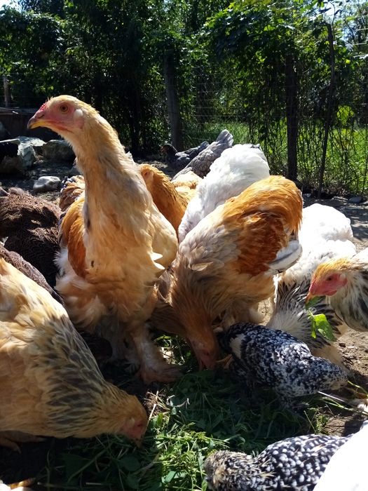 Găini brahma caută casă