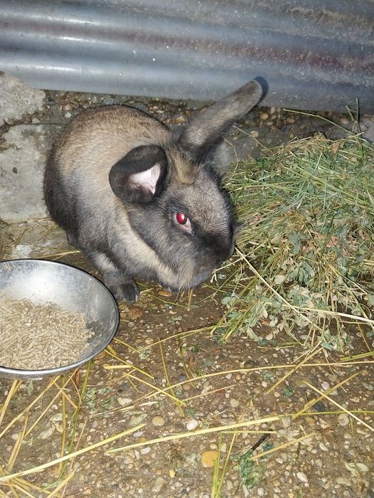 Vând iepuri împreună sau separat