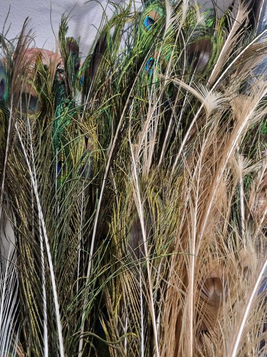 Pene pauni diferite culori