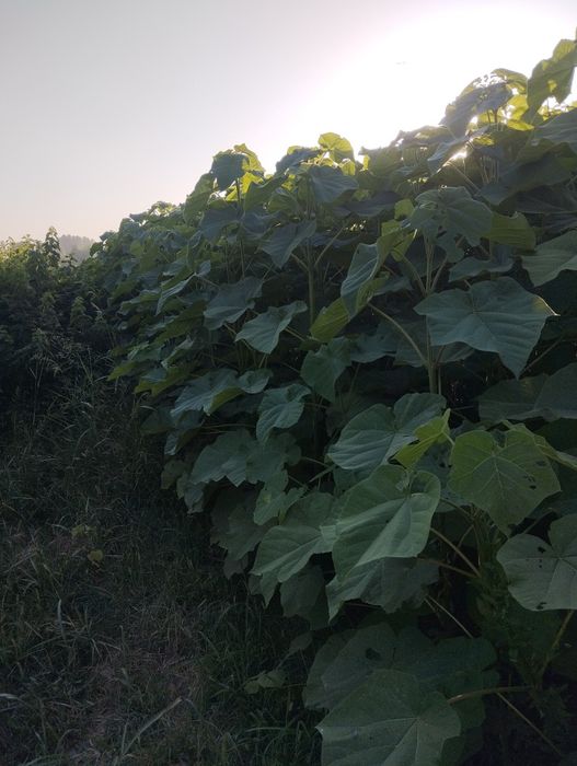 павлония ку́чатлари фте.95.01...шангтон..кафолатланган.