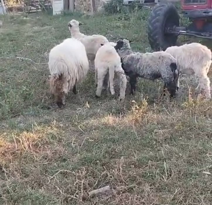 Berbecuți disponibili se vând împreună sau separat