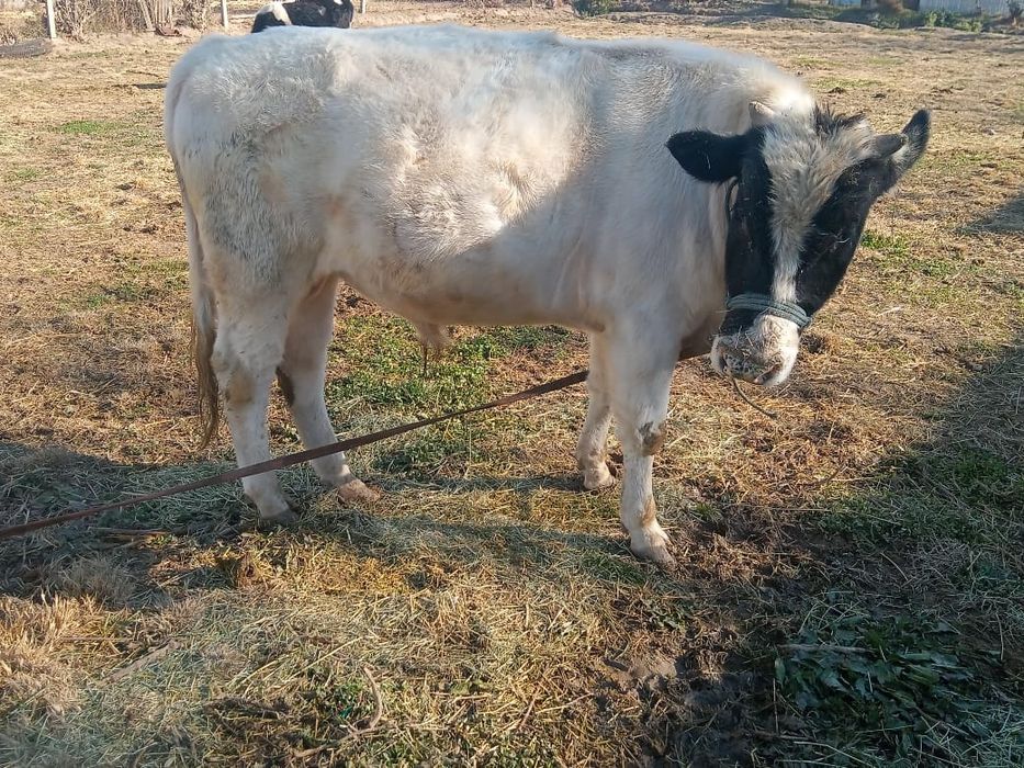 Бұқа мен құнажын сатылады