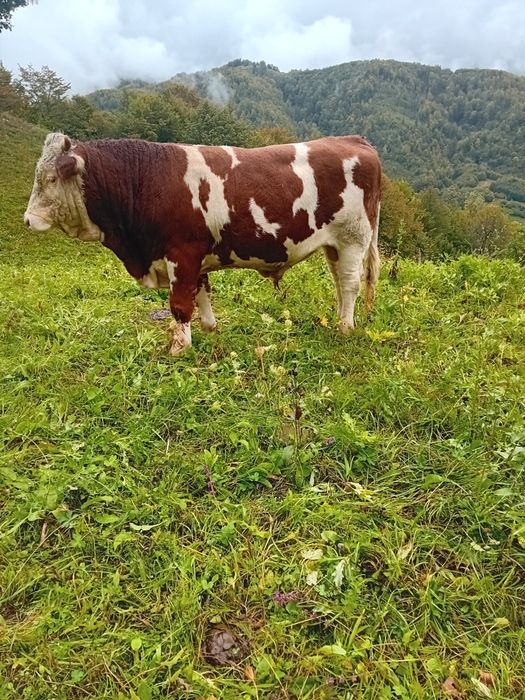 Vand taur   de 1 an și 6 luni