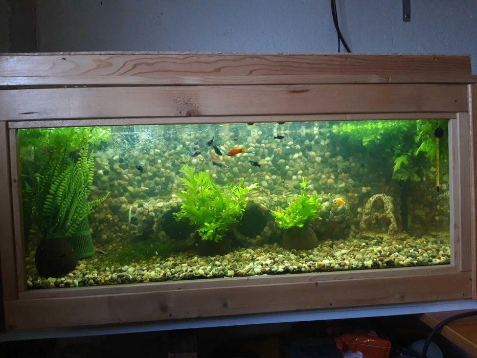 Vand diferite acvarii pentru pesti