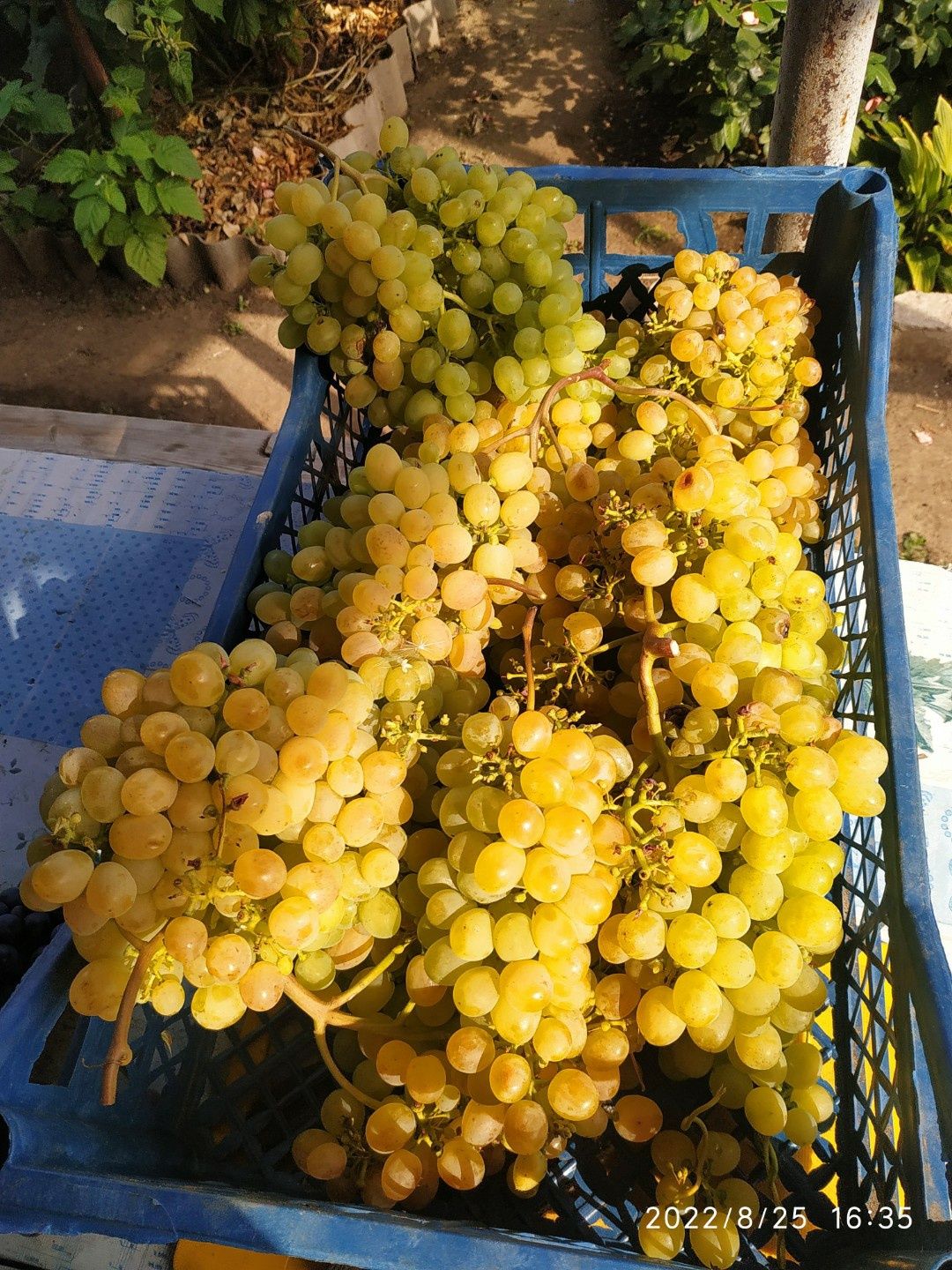 Продам вегетирующие саженцы винограда