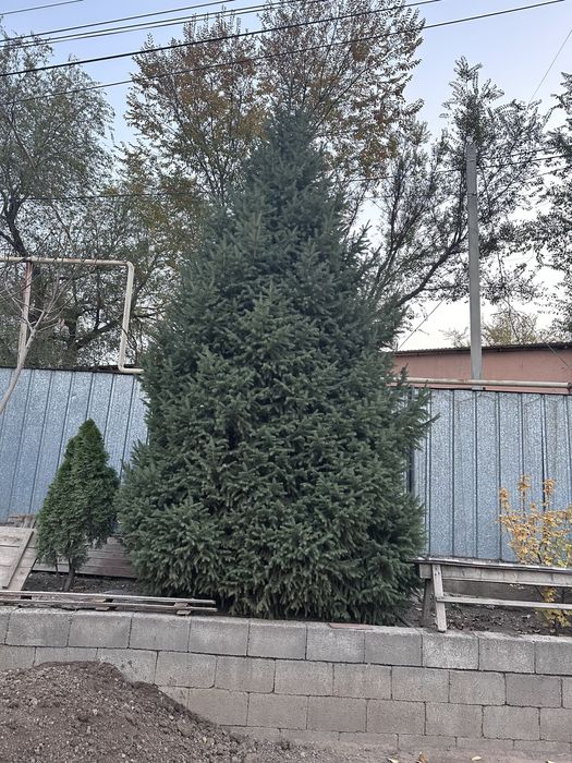 Елка 6 метровая в часном доме