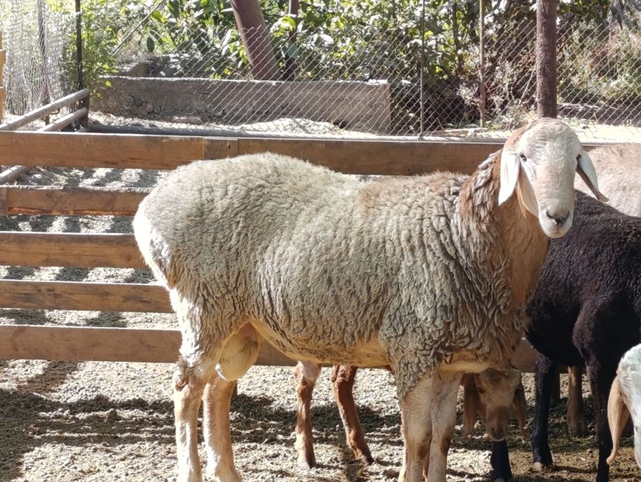 Arashan qoʼy sotiladi