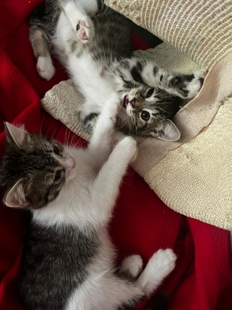 Отдам котят в добрые руки