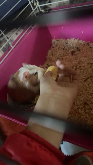 Vând porcușor de guineea