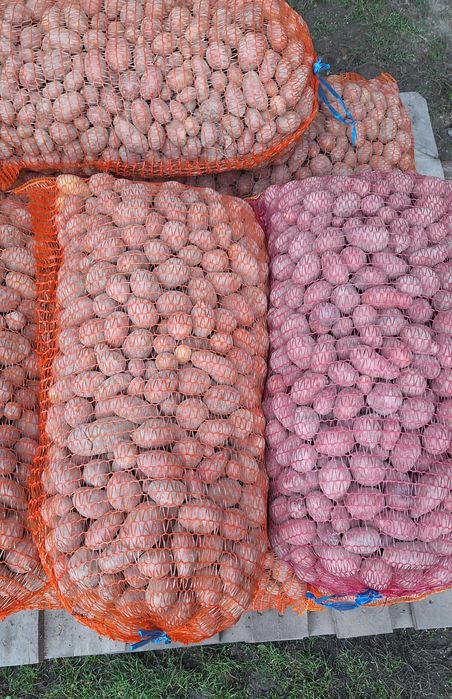 Vând cartofi pentru animale