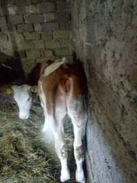 Vand vitel de 9 luni