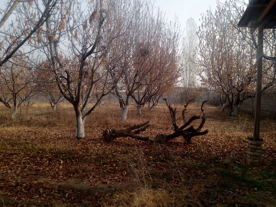 Ховли чек сотилали срочно
