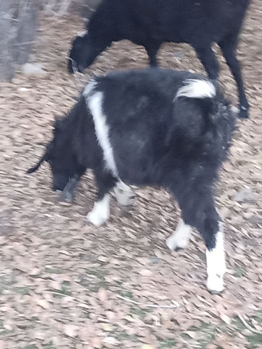 Продам козу козу