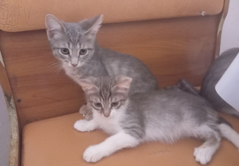 Отдаём котят в добрые руки