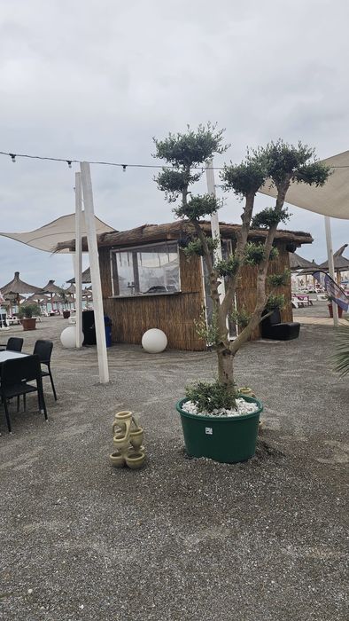 Vindem măslini, leandri si palmieri.