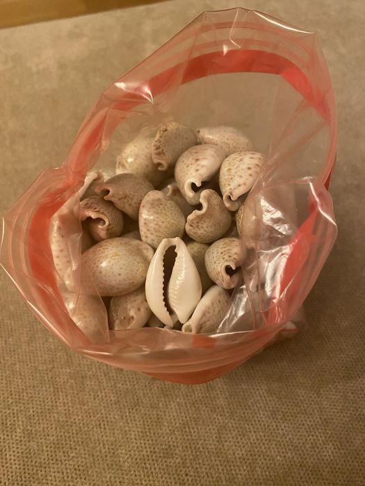 Cochilii melci(ghioci) mici - 100 bucati