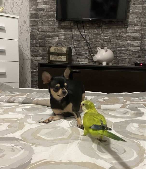 Папагал Монах на 6 месеца , с голяма клетка и много аксесоари