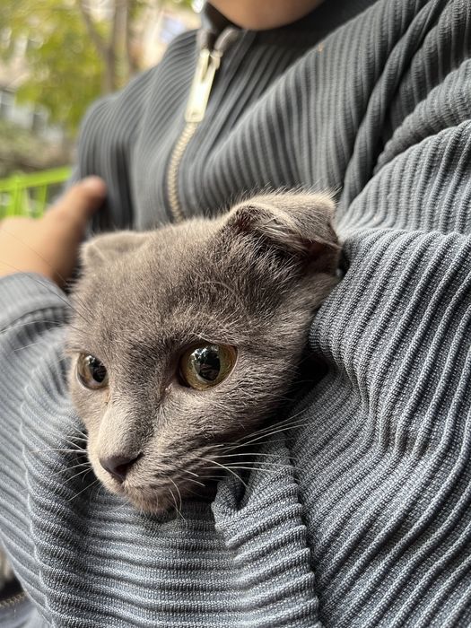 Шо ландская кошка девочка  продаеться