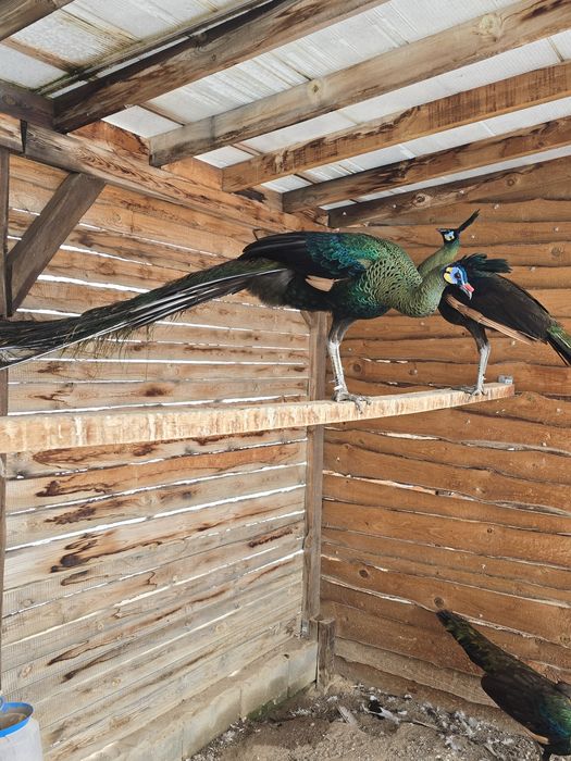 Зелени пауни Muticus Muticus и Спалдинг висок процент