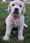 Femelă Golden Retriever.