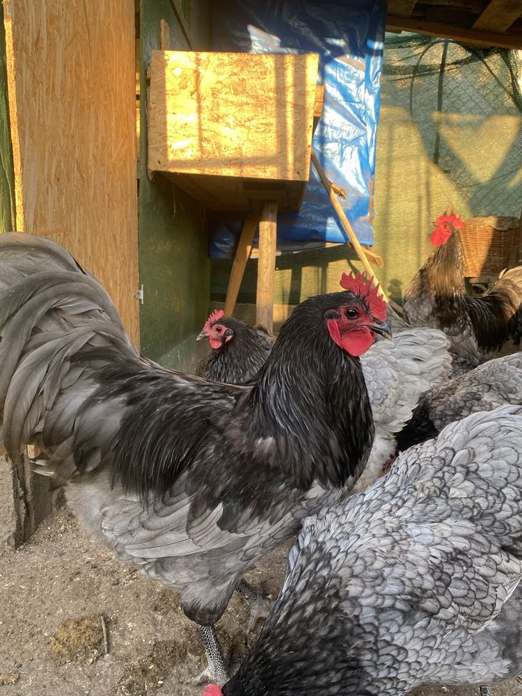 Oua de Australorp incubat