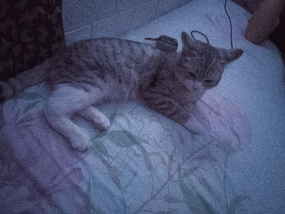 Отдам кошечку в хорошие руки