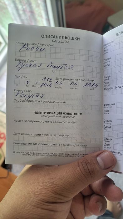 Mushuk sotiladi. Russia blue