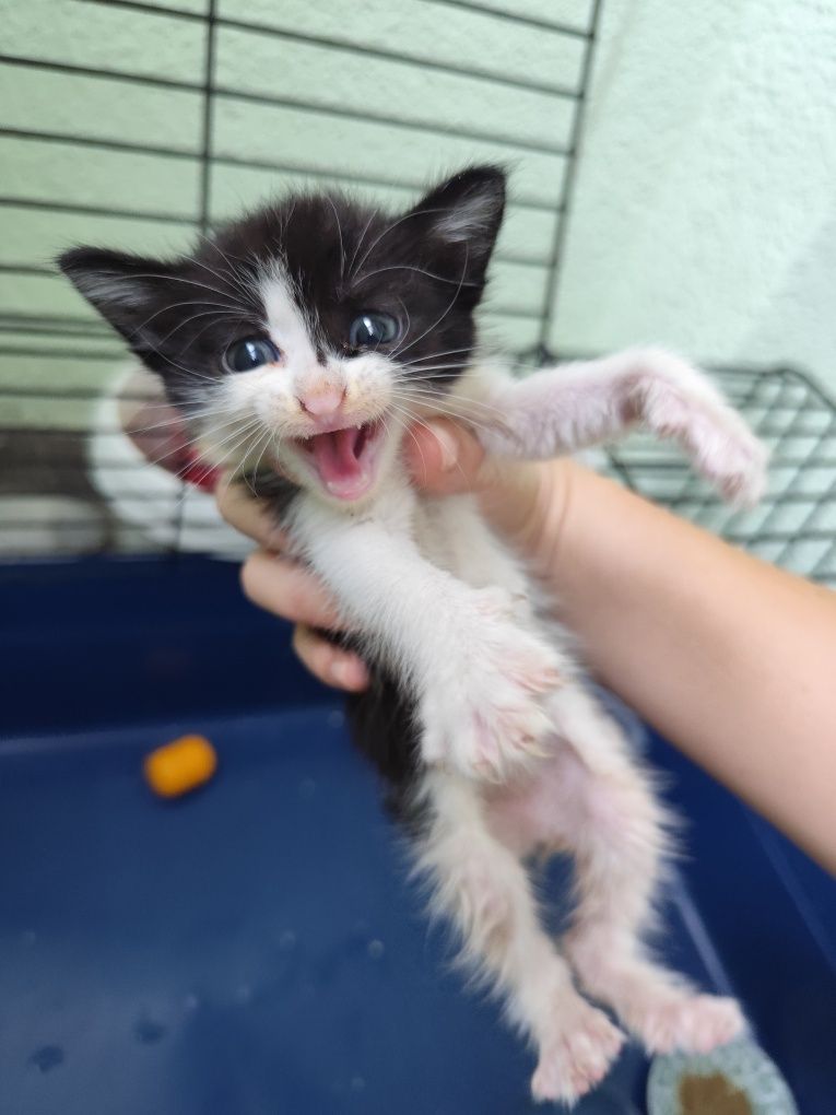 Подарявам котенце