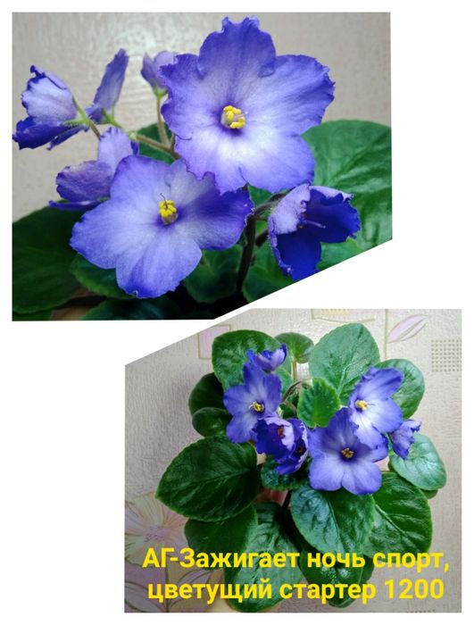 Сортовые фиалки разные