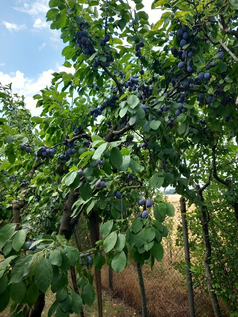 Prune soiul Centenar, recoltare după 25 iulie