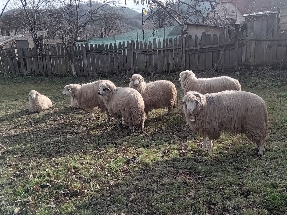 De vânzare oi ...