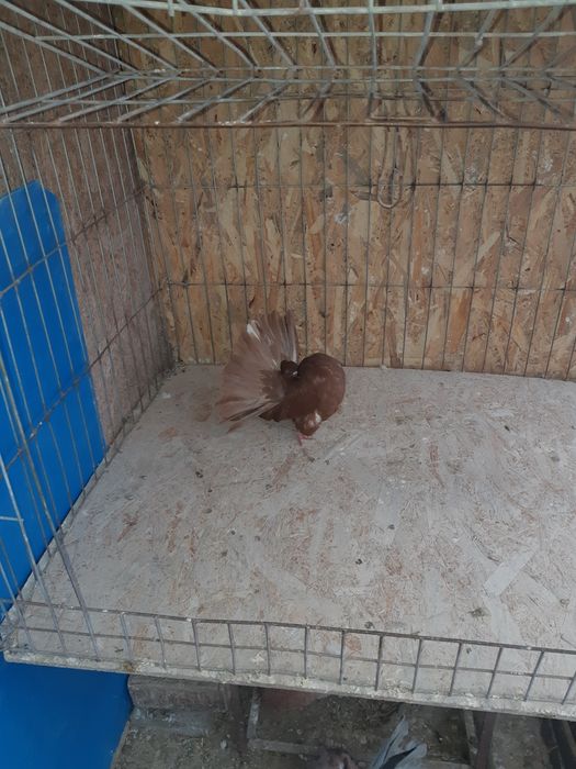 Vand porumbei voltati sau schimb cu cocosi sau gaini Timisoara