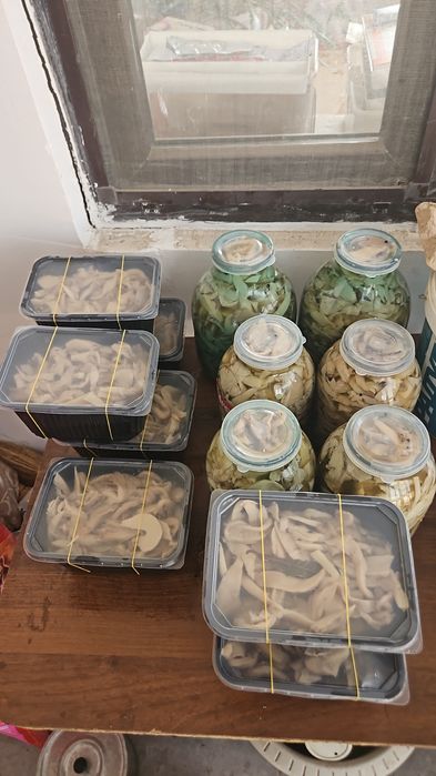 Продаю маринованные грибы вешенки