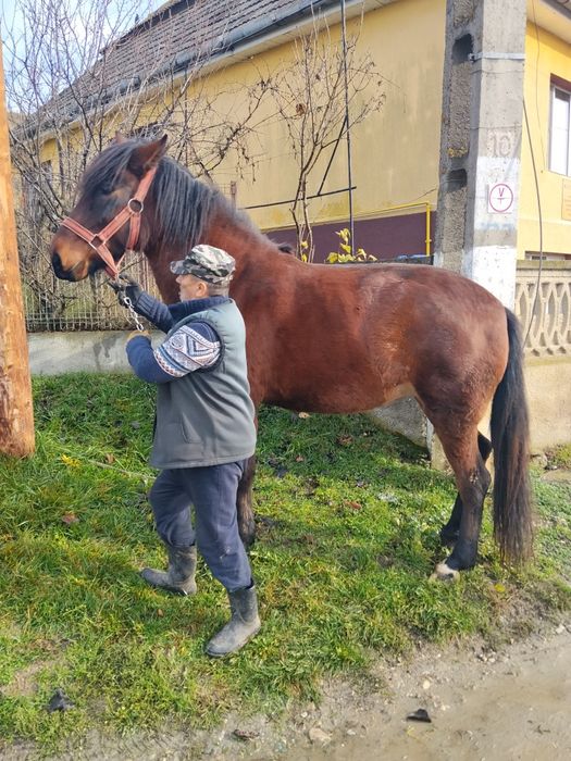 Iapă de doi ani jumate
