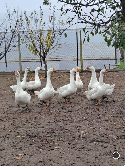 Vând gâste din anul 2025